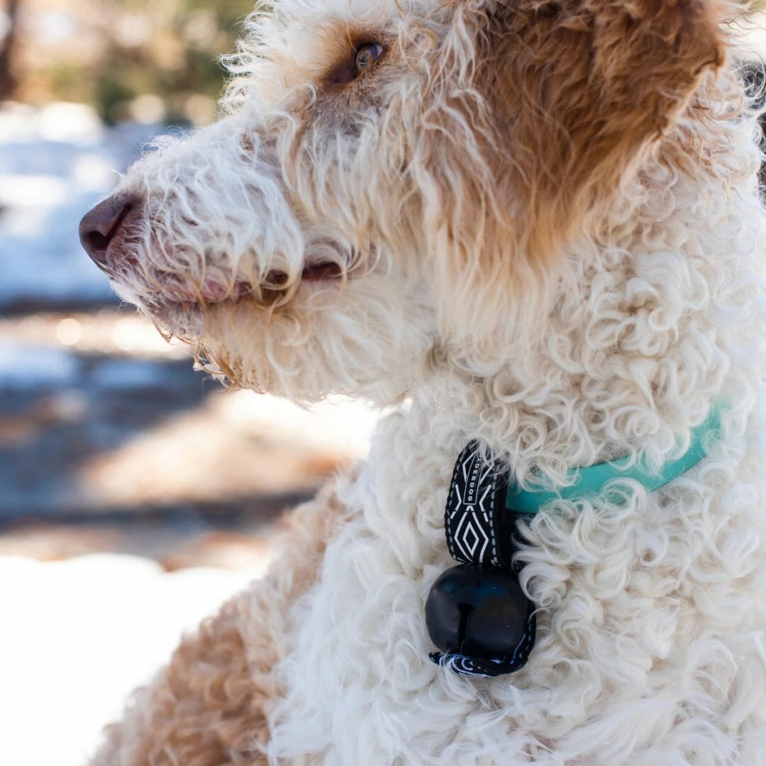 Wilderdog – Cloche pour collier – Backcountry Bell