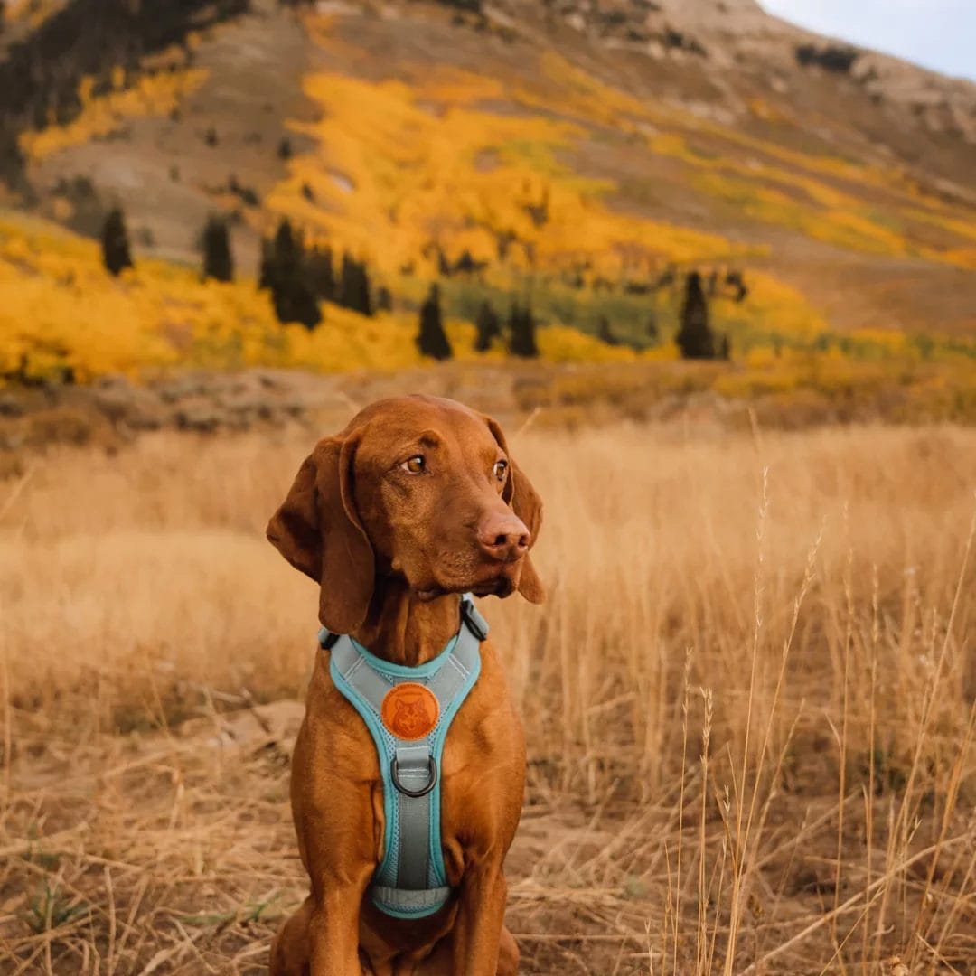 Wilderdog – Harnais